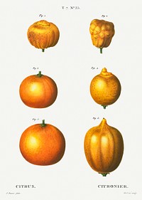6 types of oranges, Citrus from Trait&eacute; des Arbres et Arbustes que l&#39;on cultive en France en pleine terre (1801&ndash;1819) by <a href="https://www.rawpixel.com/search/Redout%C3%A9?sort=curated&amp;page=1">Pierre-Joseph Redout&eacute;</a>. Original from the New York Public Library. Digitally enhanced by rawpixel.