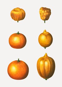 Various types of oranges vector