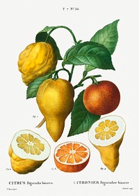 Bitter orange, Citrus bigaradia bizarro from Trait&eacute; des Arbres et Arbustes que l&#39;on cultive en France en pleine terre (1801&ndash;1819) by <a href="https://www.rawpixel.com/search/Redout%C3%A9?sort=curated&amp;page=1">Pierre-Joseph Redout&eacute;</a>. Original from the New York Public Library. Digitally enhanced by rawpixel.