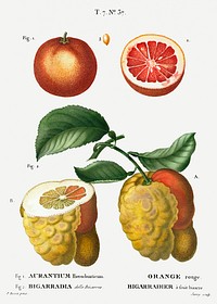 1. Blood orange (Aurantium hierochunticum) 2. Bigarade orange (Bigarradia della bizarria) from Trait&eacute; des Arbres et Arbustes que l&rsquo;on cultive en France en pleine terre (1801&ndash;1819) by <a href="https://www.rawpixel.com/search/Redout%C3%A9?sort=curated&amp;page=1">Pierre-Joseph Redout&eacute;</a>. Original from the New York Public Library. Digitally enhanced by rawpixel.