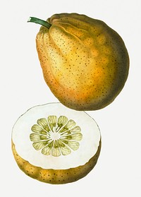 Vintage sliced pomelo fruit illustration