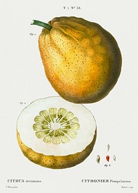 Pomelo (Citrus decumana) from Trait&eacute; des Arbres et Arbustes que l&rsquo;on cultive en France en pleine terre (1801&ndash;1819) by <a href="https://www.rawpixel.com/search/Redout%C3%A9?sort=curated&amp;page=1">Pierre-Joseph Redout&eacute;</a>. Original from the New York Public Library. Digitally enhanced by rawpixel.