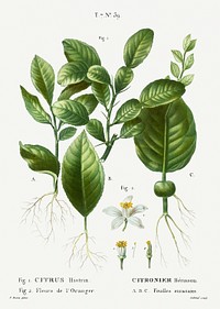 1. Kaffir lime, Citrus histrix 2. Orange blossom from Trait&eacute; des Arbres et Arbustes que l&#39;on cultive en France en pleine terre (1801&ndash;1819) by <a href="https://www.rawpixel.com/search/Redout%C3%A9?sort=curated&amp;page=1">Pierre-Joseph Redout&eacute;</a>. Original from the New York Public Library. Digitally enhanced by rawpixel.