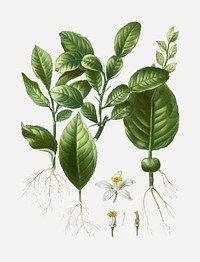 Kaffir lime and orange blossom vector