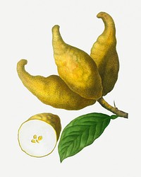 Vintage cluster of lemons illustration
