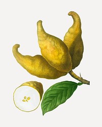 Vintage cluster of lemons vector