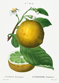 Grapefruit, Citrus decumana from Trait&eacute; des Arbres et Arbustes que l&#39;on cultive en France en pleine terre (1801&ndash;1819) by <a href="https://www.rawpixel.com/search/Redout%C3%A9?sort=curated&amp;page=1">Pierre-Joseph Redout&eacute;</a>. Original from the New York Public Library. Digitally enhanced by rawpixel.