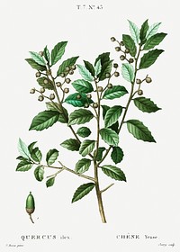 Evergreen oak (Quercus ilex) from Trait&eacute; des Arbres et Arbustes que l&rsquo;on cultive en France en pleine terre (1801&ndash;1819) by <a href="https://www.rawpixel.com/search/Redout%C3%A9?sort=curated&amp;page=1">Pierre-Joseph Redout&eacute;</a>. Original from the New York Public Library. Digitally enhanced by rawpixel.