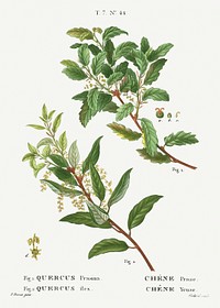 Evergreen oak, 1. Quercus prasina 2. Quercus ilex from Trait&eacute; des Arbres et Arbustes que l&#39;on cultive en France en pleine terre (1801&ndash;1819) by <a href="https://www.rawpixel.com/search/Redout%C3%A9?sort=curated&amp;page=1">Pierre-Joseph Redout&eacute;</a>. Original from the New York Public Library. Digitally enhanced by rawpixel.