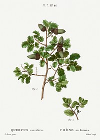 Kermes oak, Quercus coccifera from Trait&eacute; des Arbres et Arbustes que l&#39;on cultive en France en pleine terre (1801&ndash;1819) by <a href="https://www.rawpixel.com/search/Redout%C3%A9?sort=curated&amp;page=1">Pierre-Joseph Redout&eacute;</a>. Original from the New York Public Library. Digitally enhanced by rawpixel.
