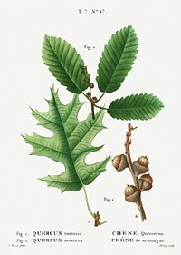 1. Eastern black oak, Quercus tinctoria 2. Chestnut oak, Quercus montana from Trait&eacute; des Arbres et Arbustes que l&#39;on cultive en France en pleine terre (1801&ndash;1819) by <a href="https://www.rawpixel.com/search/Redout%C3%A9?sort=curated&amp;page=1">Pierre-Joseph Redout&eacute;</a>. Original from the New York Public Library. Digitally enhanced by rawpixel.