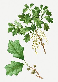 Vintage bear oak branch illustration