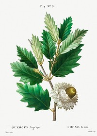 Valonian Oak (Quercus &AElig;gylops) from Trait&eacute; des Arbres et Arbustes que l&rsquo;on cultive en France en pleine terre (1801&ndash;1819) by <a href="https://www.rawpixel.com/search/Redout%C3%A9?sort=curated&amp;page=1">Pierre-Joseph Redout&eacute;</a>. Original from the New York Public Library. Digitally enhanced by rawpixel.