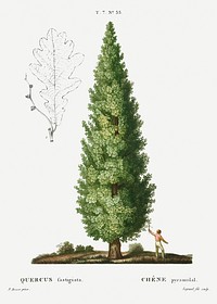 English oak, Quercus fastigiata from Trait&eacute; des Arbres et Arbustes que l&#39;on cultive en France en pleine terre (1801&ndash;1819) by <a href="https://www.rawpixel.com/search/Redout%C3%A9?sort=curated&amp;page=1">Pierre-Joseph Redout&eacute;</a>. Original from the New York Public Library. Digitally enhanced by rawpixel.