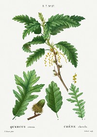 Turkey oak, Quercus cerris from Trait&eacute; des Arbres et Arbustes que l&#39;on cultive en France en pleine terre (1801&ndash;1819) by <a href="https://www.rawpixel.com/search/Redout%C3%A9?sort=curated&amp;page=1">Pierre-Joseph Redout&eacute;</a>. Original from the New York Public Library. Digitally enhanced by rawpixel.