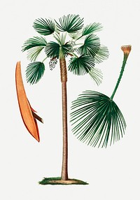 Vintage palm fan leaf illustration