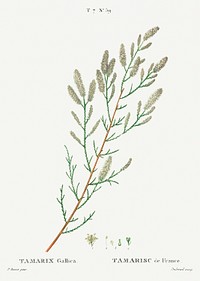 French tamarisk, Tamarix gallica from Trait&eacute; des Arbres et Arbustes que l&#39;on cultive en France en pleine terre (1801&ndash;1819) by <a href="https://www.rawpixel.com/search/Redout%C3%A9?sort=curated&amp;page=1">Pierre-Joseph Redout&eacute;</a>. Original from the New York Public Library. Digitally enhanced by rawpixel.