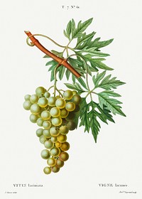 Grape vine, Vitis laciniata from Trait&eacute; des Arbres et Arbustes que l&#39;on cultive en France en pleine terre (1801&ndash;1819) by <a href="https://www.rawpixel.com/search/Redout%C3%A9?sort=curated&amp;page=1">Pierre-Joseph Redout&eacute;</a>. Original from the New York Public Library. Digitally enhanced by rawpixel.