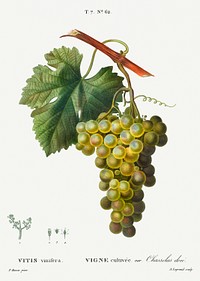Grape vine, Vitis vinifera from Trait&eacute; des Arbres et Arbustes que l&#39;on cultive en France en pleine terre (1801&ndash;1819) by <a href="https://www.rawpixel.com/search/Redout%C3%A9?sort=curated&amp;page=1">Pierre-Joseph Redout&eacute;</a>. Original from the New York Public Library. Digitally enhanced by rawpixel.