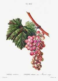 Vitis vinifera (Muscat rouge) from Trait&eacute; des Arbres et Arbustes que l&rsquo;on cultive en France en pleine terre (1801&ndash;1819) by <a href="https://www.rawpixel.com/search/Redout%C3%A9?sort=curated&amp;page=1">Pierre-Joseph Redout&eacute;</a>. Original from the New York Public Library. Digitally enhanced by rawpixel.