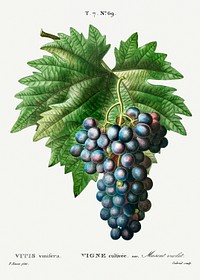 Vitis vinifera (Muscat violet) from Trait&eacute; des Arbres et Arbustes que l&rsquo;on cultive en France en pleine terre (1801&ndash;1819) by <a href="https://www.rawpixel.com/search/Redout%C3%A9?sort=curated&amp;page=1">Pierre-Joseph Redout&eacute;</a>. Original from the New York Public Library. Digitally enhanced by rawpixel.