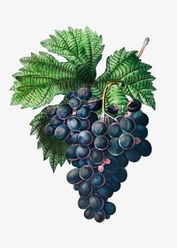Vintage blue grape vine vector