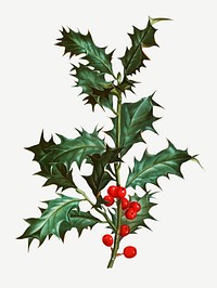 Vintage common holly branch illustration