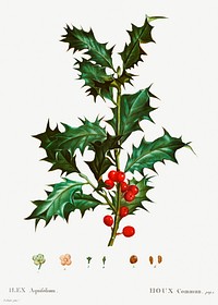 Common holly (Ilex aquifolium) from Trait&eacute; des Arbres et Arbustes que l&rsquo;on cultive en France en pleine terre (1801&ndash;1819) by <a href="https://www.rawpixel.com/search/Redout%C3%A9?sort=curated&amp;page=1">Pierre-Joseph Redout&eacute;</a>. Original from the New York Public Library. Digitally enhanced by rawpixel.