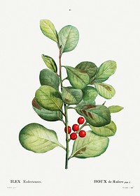 Ilex Maderiensis (Houx de Madere) from Trait&eacute; des Arbres et Arbustes que l&rsquo;on cultive en France en pleine terre (1801&ndash;1819) by<a href="https://www.rawpixel.com/search/Redout%C3%A9?sort=curated&amp;page=1"> Pierre-Joseph Redout&eacute;</a>. Original from the New York Public Library. Digitally enhanced by rawpixel.