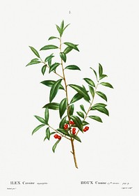 Alabama dahoon (Ilex Cassine angustifolia) from Trait&eacute; des Arbres et Arbustes que l&rsquo;on cultive en France en pleine terre (1801&ndash;1819) by <a href="https://www.rawpixel.com/search/Redout%C3%A9?sort=curated&amp;page=1">Pierre-Joseph Redout&eacute;</a>. Original from the New York Public Library. Digitally enhanced by rawpixel.