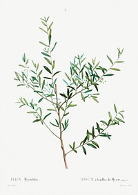 Myrtle dahoon (Ilex Myrtifolia) from Trait&eacute; des Arbres et Arbustes que l&rsquo;on cultive en France en pleine terre (1801&ndash;1819) by <a href="https://www.rawpixel.com/search/Redout%C3%A9?sort=curated&amp;page=1">Pierre-Joseph Redout&eacute;</a>. Original from the New York Public Library. Digitally enhanced by rawpixel.