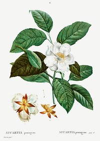 Stewartia pentagyna from Traité des Arbres et Arbustes que l’on cultive en France en pleine terre (1801–1819) by Pierre-Joseph Redouté. Original from the New York Public Library. Digitally enhanced by rawpixel.