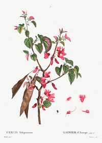 Judas tree (Cercis Siliquastrum) from Trait&eacute; des Arbres et Arbustes que l&rsquo;on cultive en France en pleine terre (1801&ndash;1819) by <a href="https://www.rawpixel.com/search/Redout%C3%A9?sort=curated&amp;page=1">Pierre-Joseph Redout&eacute;</a>. Original from the New York Public Library. Digitally enhanced by rawpixel.