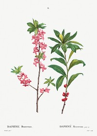 February daphne (Daphne Mezereum) from Trait&eacute; des Arbres et Arbustes que l&rsquo;on cultive en France en pleine terre (1801&ndash;1819) by <a href="https://www.rawpixel.com/search/Redout%C3%A9?sort=curated&amp;page=1">Pierre-Joseph Redout&eacute;</a>. Original from the New York Public Library. Digitally enhanced by rawpixel.