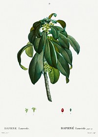 Spurge Laurel (Daphne Laureola) from Trait&eacute; des Arbres et Arbustes que l&rsquo;on cultive en France en pleine terre (1801&ndash;1819) by <a href="https://www.rawpixel.com/search/Redout%C3%A9?sort=curated&amp;page=1">Pierre-Joseph Redout&eacute;</a>. Original from the New York Public Library. Digitally enhanced by rawpixel.