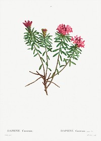 Garland Flower (Daphne cneorum) from Trait&eacute; des Arbres et Arbustes que l&rsquo;on cultive en France en pleine terre (1801&ndash;1819) by <a href="https://www.rawpixel.com/search/Redout%C3%A9?sort=curated&amp;page=1">Pierre-Joseph Redout&eacute;</a>. Original from the New York Public Library. Digitally enhanced by rawpixel.