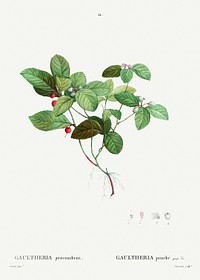 American Wintergreen (Gaultheria procumbens) from Trait&eacute; des Arbres et Arbustes que l&rsquo;on cultive en France en pleine terre (1801&ndash;1819) by <a href="https://www.rawpixel.com/search/Redout%C3%A9?sort=curated&amp;page=1">Pierre-Joseph Redout&eacute;</a>. Original from the New York Public Library. Digitally enhanced by rawpixel.