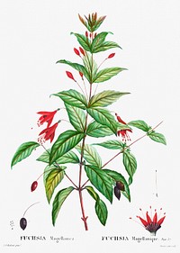 Hardy fuchsia (Fuchsia Magellanic) from Trait&eacute; des Arbres et Arbustes que l&rsquo;on cultive en France en pleine terre (1801&ndash;1819) by <a href="https://www.rawpixel.com/search/Redout%C3%A9?sort=curated&amp;page=1">Pierre-Joseph Redout&eacute;</a>. Original from the New York Public Library. Digitally enhanced by rawpixel.