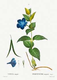 Greater periwinkle (Vinca major) from Trait&eacute; des Arbres et Arbustes que l&rsquo;on cultive en France en pleine terre (1801&ndash;1819) by <a href="https://www.rawpixel.com/search/Redout%C3%A9?sort=curated&amp;page=1">Pierre-Joseph Redout&eacute;</a>. Original from the New York Public Library. Digitally enhanced by rawpixel.
