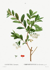 Lonicera Pyrenaica from Trait&eacute; des Arbres et Arbustes que l&rsquo;on cultive en France en pleine terre (1801&ndash;1819) by <a href="https://www.rawpixel.com/search/Redout%C3%A9?sort=curated&amp;page=1">Pierre-Joseph Redout&eacute;</a>. Original from the New York Public Library. Digitally enhanced by rawpixel.