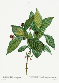 Alpine honeysuckle (Lonicera alpigena) from Trait&eacute; des Arbres et Arbustes que l&rsquo;on cultive en France en pleine terre (1801&ndash;1819) by <a href="https://www.rawpixel.com/search/Redout%C3%A9?sort=curated&amp;page=1">Pierre-Joseph Redout&eacute;</a>. Original from the New York Public Library. Digitally enhanced by rawpixel.
