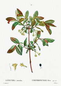 Honeyberry (Lonicera coerulea) from Trait&eacute; des Arbres et Arbustes que l&rsquo;on cultive en France en pleine terre (1801&ndash;1819) by <a href="https://www.rawpixel.com/search/Redout%C3%A9?sort=curated&amp;page=1">Pierre-Joseph Redout&eacute;</a>. Original from the New York Public Library. Digitally enhanced by rawpixel.