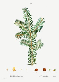 English Yew (Taxus baccata) from Trait&eacute; des Arbres et Arbustes que l&rsquo;on cultive en France en pleine terre (1801&ndash;1819) by <a href="https://www.rawpixel.com/search/Redout%C3%A9?sort=curated&amp;page=1">Pierre-Joseph Redout&eacute;</a>. Original from the New York Public Library. Digitally enhanced by rawpixel.