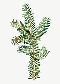 Vintage english yew plant vector