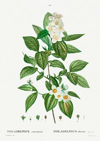 Philadelphus coronarius from Trait&eacute; des Arbres et Arbustes que l&rsquo;on cultive en France en pleine terre (1801&ndash;1819) by <a href="https://www.rawpixel.com/search/Redout%C3%A9?sort=curated&amp;page=1">Pierre-Joseph Redout&eacute;</a>. Original from the New York Public Library. Digitally enhanced by rawpixel.