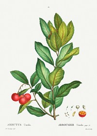 Strawberry tree (Arbutus Unedo) from Trait&eacute; des Arbres et Arbustes que l&rsquo;on cultive en France en pleine terre (1801&ndash;1819) by <a href="https://www.rawpixel.com/search/Redout%C3%A9?sort=curated&amp;page=1">Pierre-Joseph Redout&eacute;</a>. Original from the New York Public Library. Digitally enhanced by rawpixel.