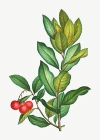 Vintage evergreen strawberry tree vector
