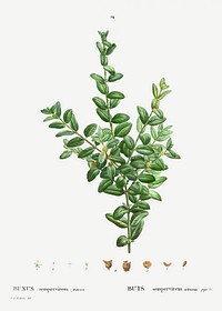 Buxus sempervirens fruticosa from Trait&eacute; des Arbres et Arbustes que l&rsquo;on cultive en France en pleine terre (1801&ndash;1819) by <a href="https://www.rawpixel.com/search/Redout%C3%A9?sort=curated&amp;page=1">Pierre-Joseph Redout&eacute;</a>. Original from the New York Public Library. Digitally enhanced by rawpixel.