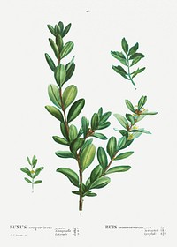 Buxus sempervirens from Trait&eacute; des Arbres et Arbustes que l&rsquo;on cultive en France en pleine terre (1801&ndash;1819) by <a href="https://www.rawpixel.com/search/Redout%C3%A9?sort=curated&amp;page=1">Pierre-Joseph Redout&eacute;</a>. Original from the New York Public Library. Digitally enhanced by rawpixel.