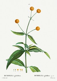 Orange ball buddleja (Buddlea globiflora) from Trait&eacute; des Arbres et Arbustes que l&rsquo;on cultive en France en pleine terre (1801&ndash;1819) by <a href="https://www.rawpixel.com/search/Redout%C3%A9?sort=curated&amp;page=1">Pierre-Joseph Redout&eacute;</a>. Original from the New York Public Library. Digitally enhanced by rawpixel.